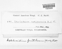 Septobasidium retiforme image